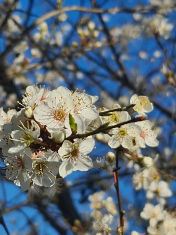 Seevilla Wietjes Whg 7 Baltrum Εξωτερικό φωτογραφία